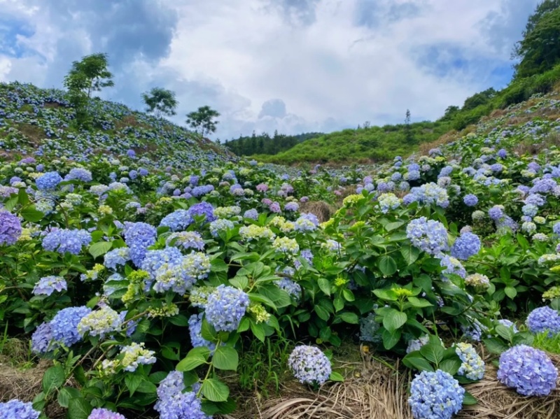 绣球花无尽夏