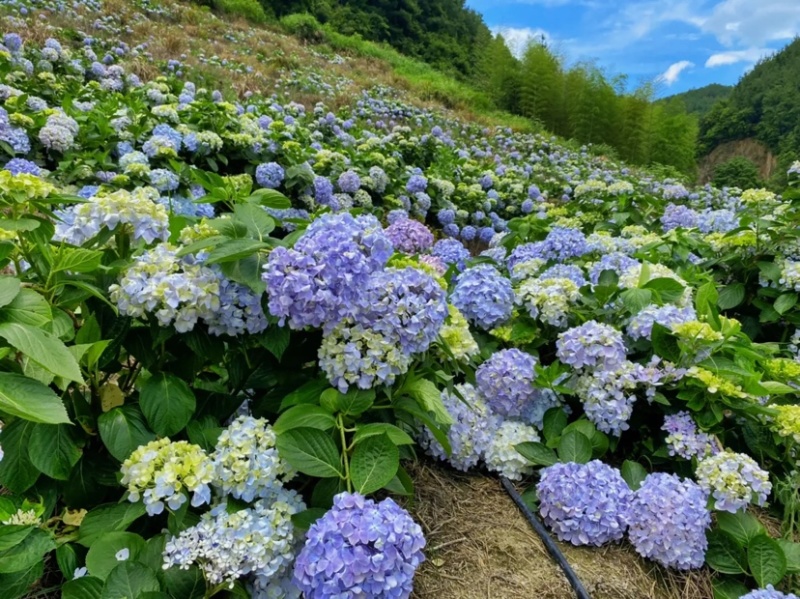 绣球花无尽夏
