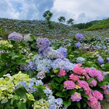 绣球花无尽夏