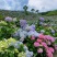 绣球花无尽夏