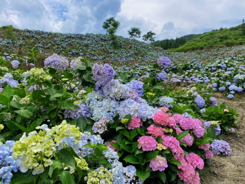 绣球花无尽夏