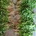 香菜