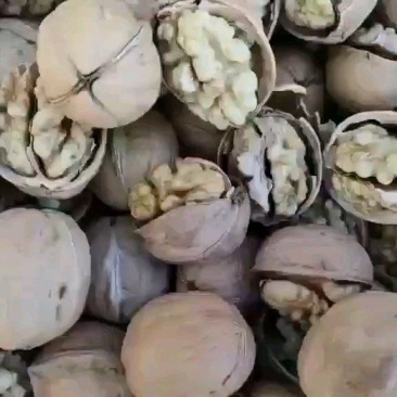 新疆薄皮核桃厂家供应链一首货源
