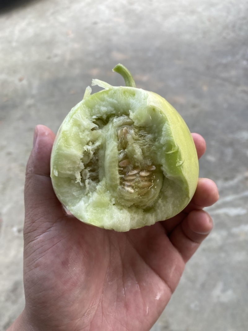 广西银灰香瓜