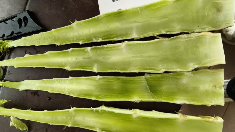精品莴苣杆子大量上市