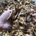 炒纸壳现货拍摄过筛道地药材