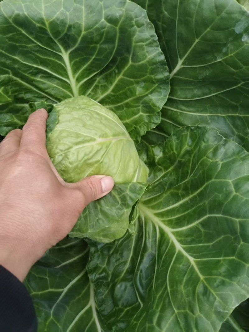 山东精品大棚包头菜，圆甘蓝，价格好，硬度好耐运输质量保证