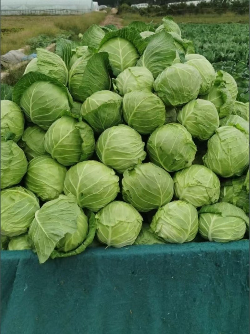 山东精品大棚包头菜，圆甘蓝，价格好，硬度好耐运输质量保证