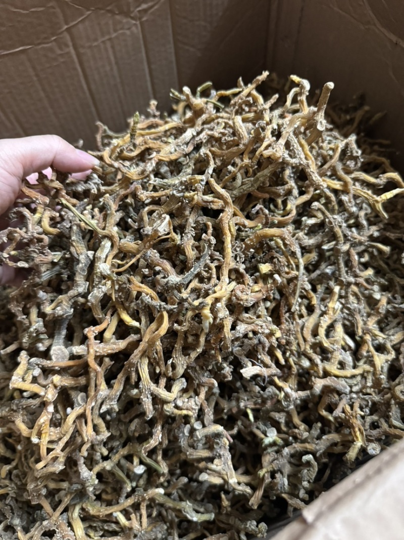云南玉竹