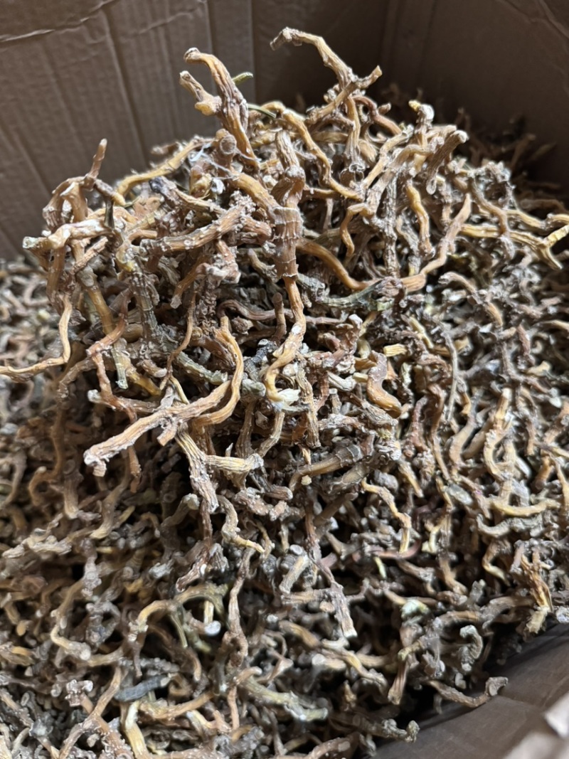 云南玉竹