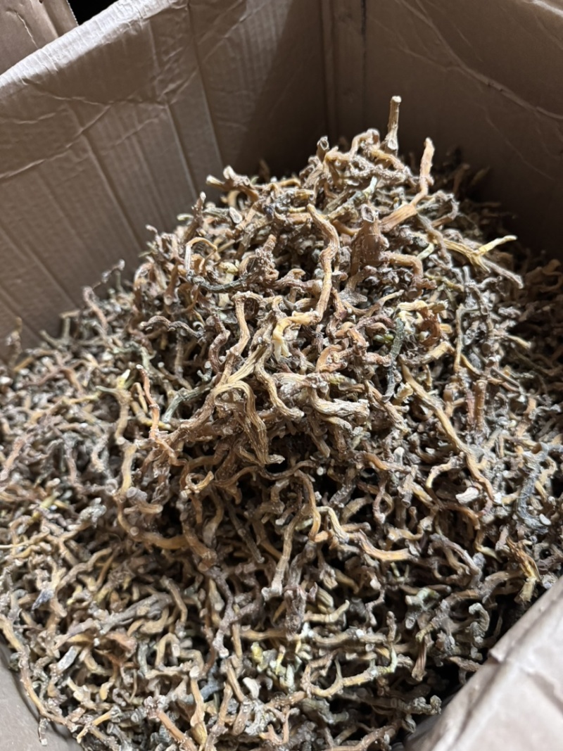 云南玉竹