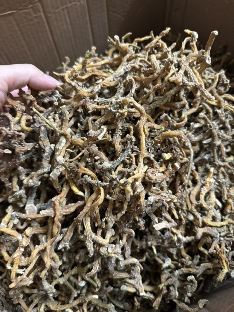 云南玉竹