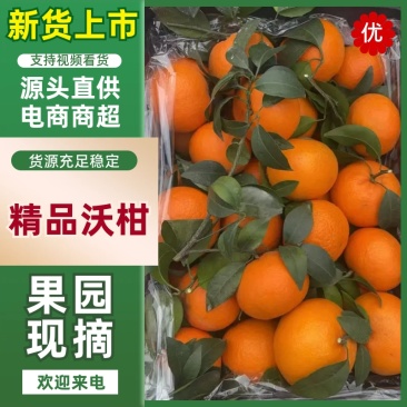 四川眉山精品沃柑基，以诚信为本，一次合作终身朋