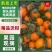 四川眉山精品沃柑基，以诚信为本，一次合作终身朋