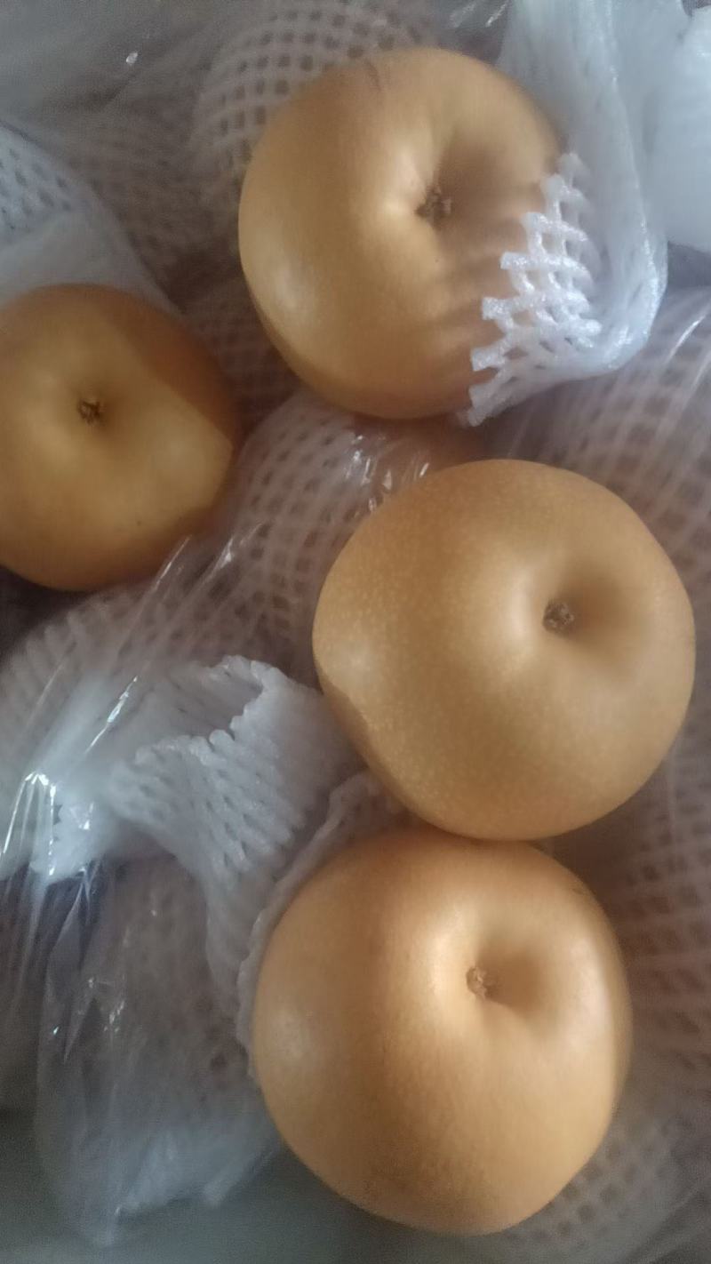 莱阳秋月梨，莱阳梨