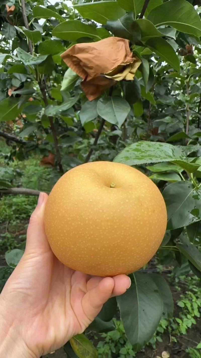 莱阳秋月梨，莱阳梨