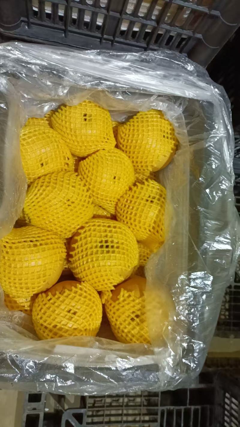 莱阳秋月梨，莱阳梨