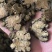 川芎中药材批发川芎质量保证量大从优