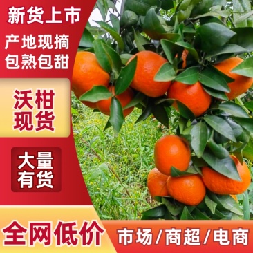 四川荣县沃柑基地。诚信经营，欢迎全国各地的客商对接