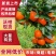 四川荣县沃柑基地。诚信经营，欢迎全国各地的客商对接