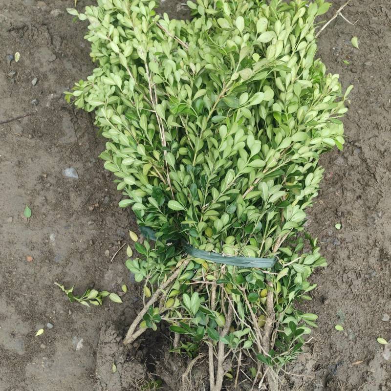 绿化苗木北海道！种植基地批发基地！适合庭院花园小区