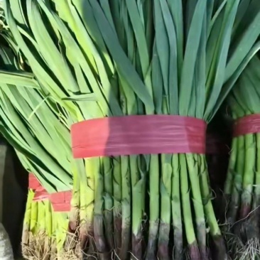 红根蒜苗