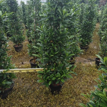 非洲茉莉塔形1.4米--1.6米