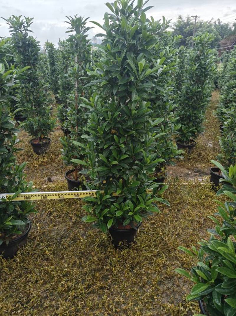 非洲茉莉塔形1.4米--1.6米