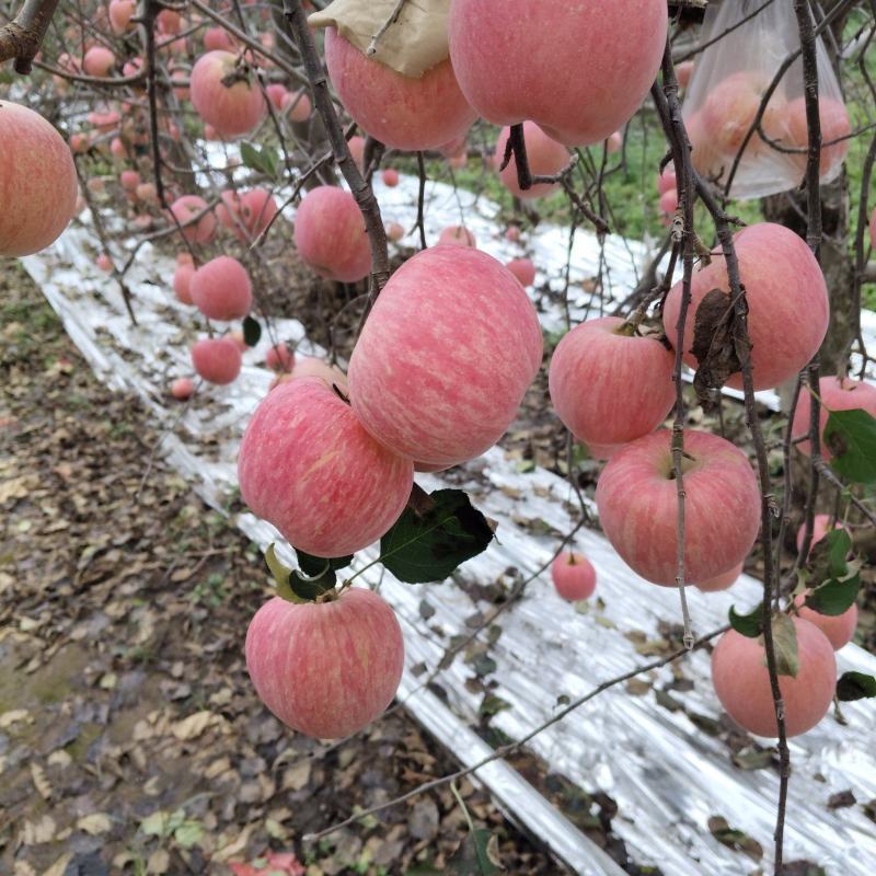 陕西红富士苹果