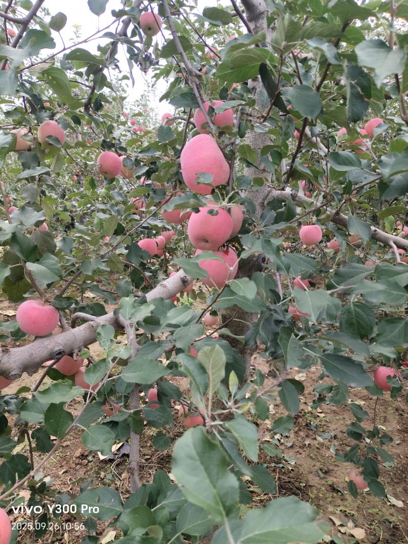 陕西红富士苹果