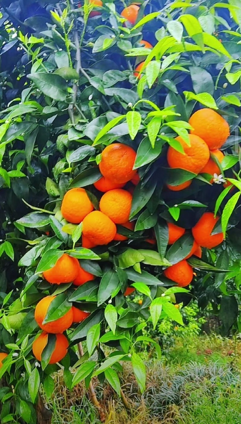 沃柑
