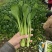 广东菜心甜菜心菜心