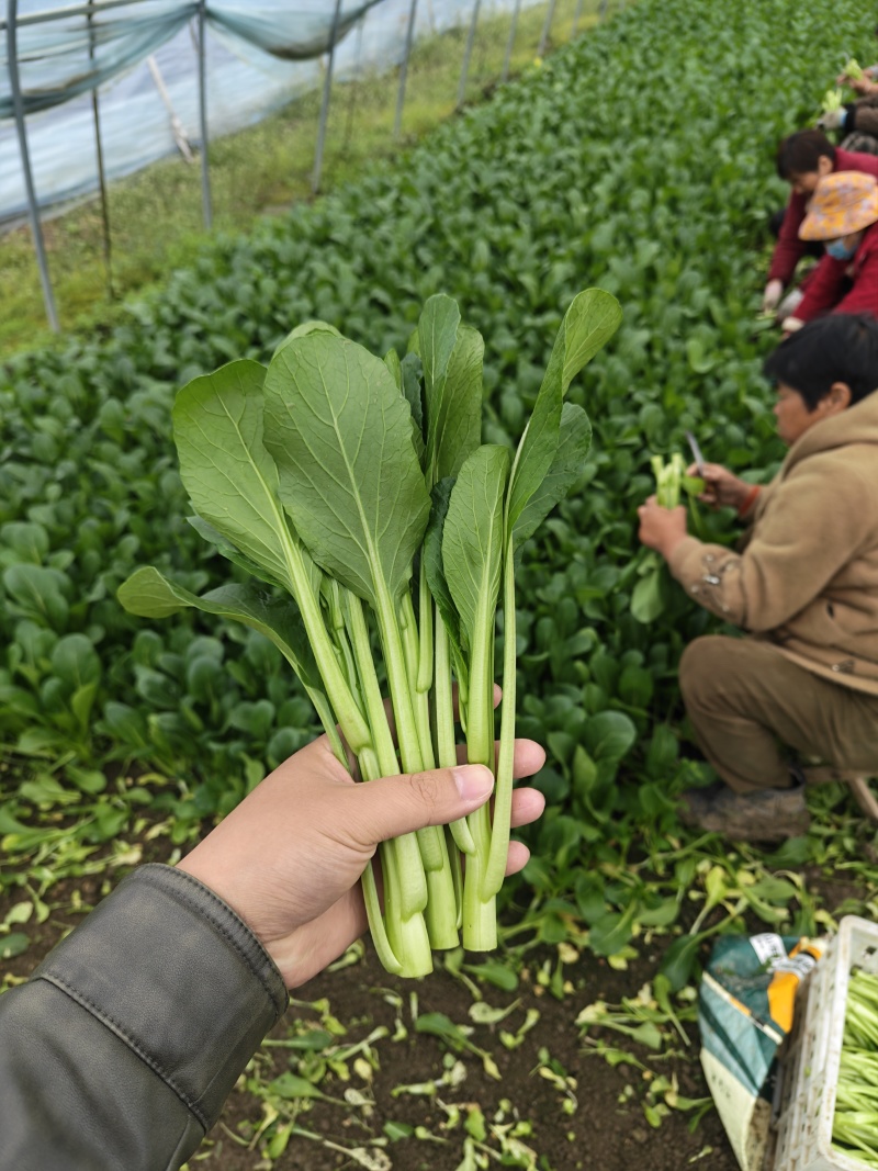 广东菜心甜菜心菜心