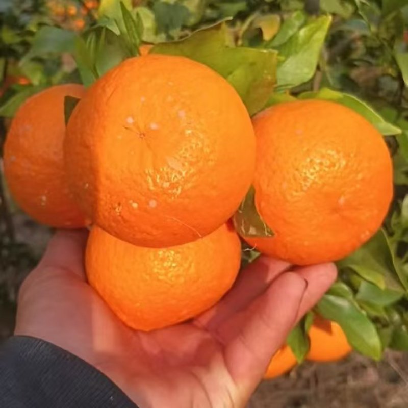 沃柑