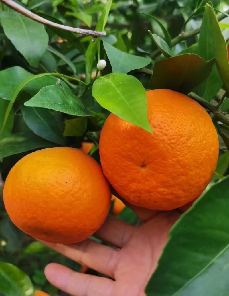 沃柑