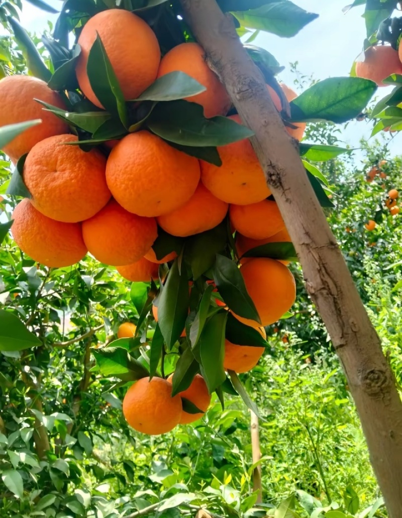 沃柑