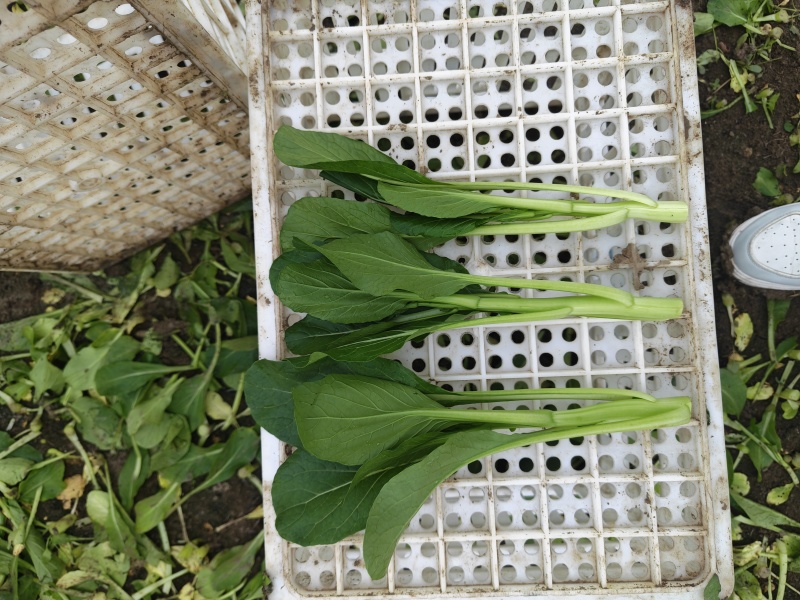 广东菜心甜菜心菜心