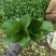广东菜心甜菜心菜心