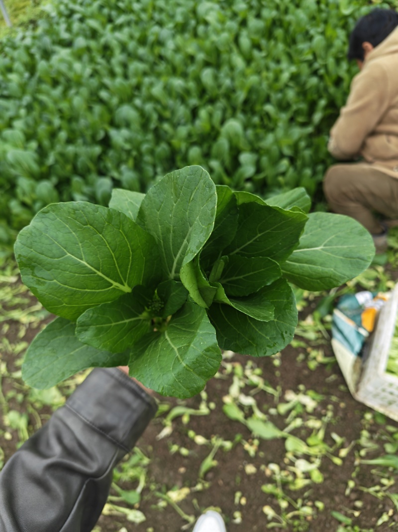 广东菜心甜菜心菜心