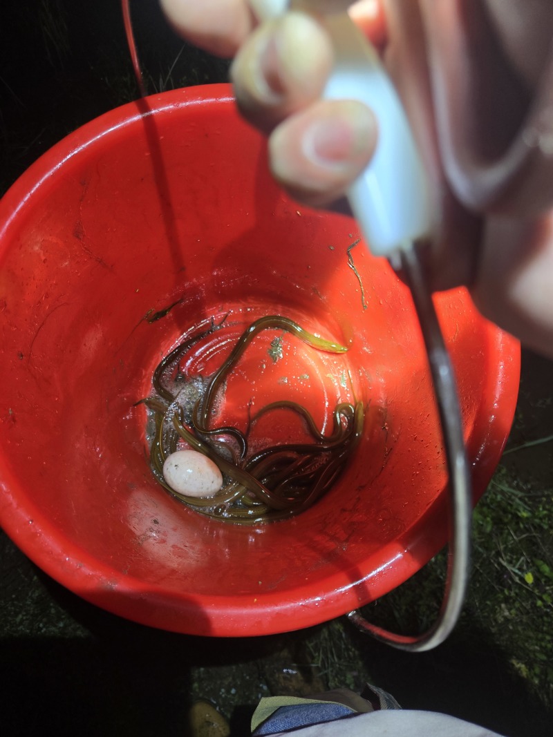 稻田黄鳝