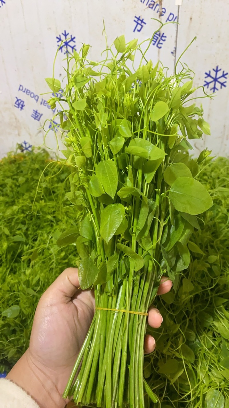 辣木苗姑娘菜