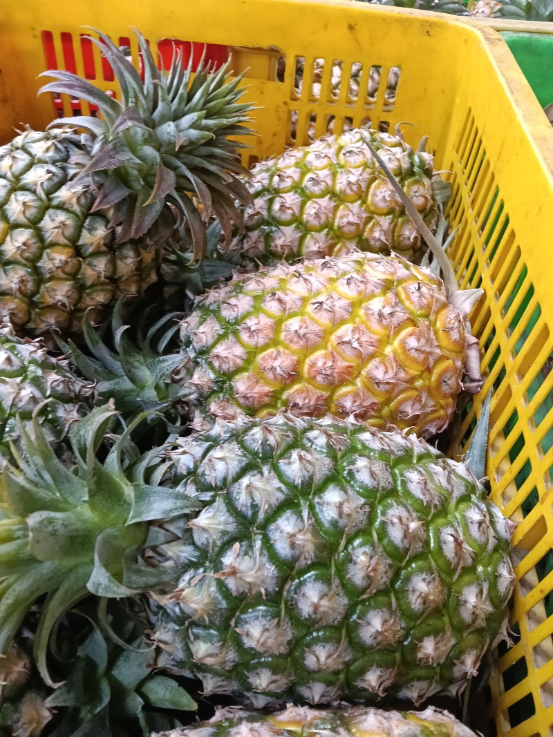 海南金钻凤梨，爽甜可口，欢迎选购