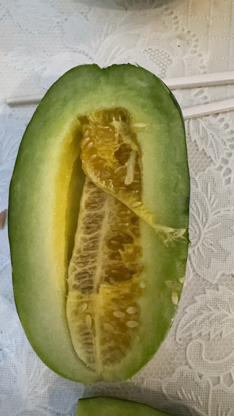 博洋九甜瓜头茬现摘薄皮酥脆场地直供大量现货