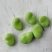 丽水蚕豆，白皮豆，青皮豆，大量上市