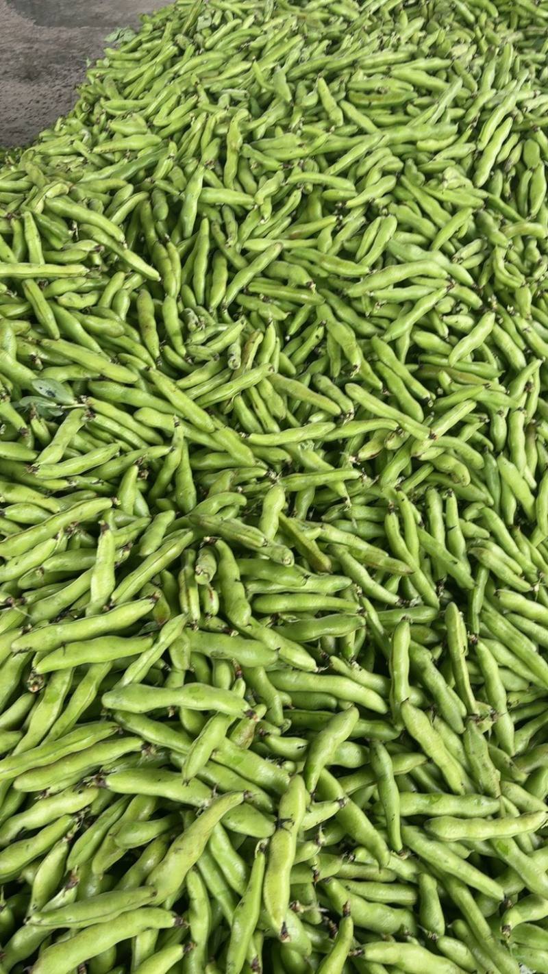 丽水蚕豆，白皮豆，青皮豆，大量上市