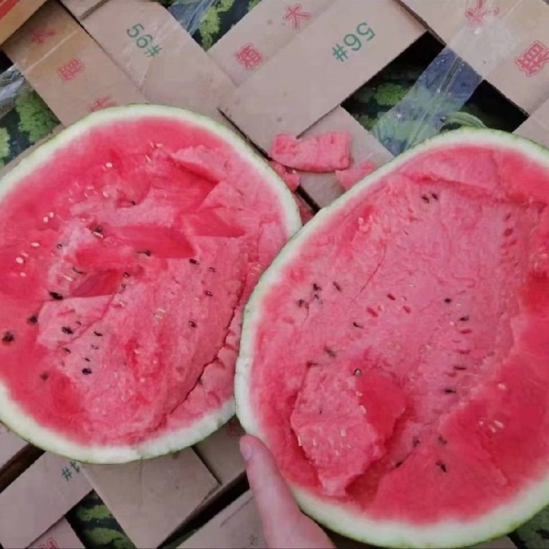 甜王西瓜，甜王，麒麟西瓜，美都西瓜，甘美4K，品种齐全
