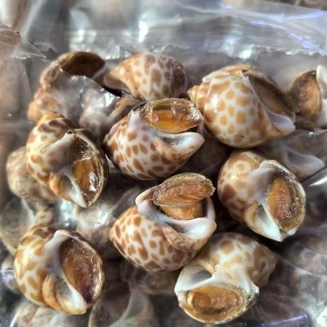 巴基斯坦花螺50/80