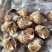 巴基斯坦花螺50/80