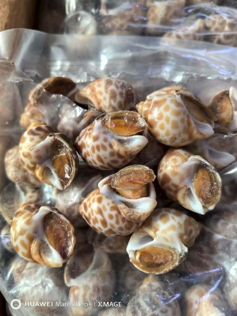 巴基斯坦花螺50/80