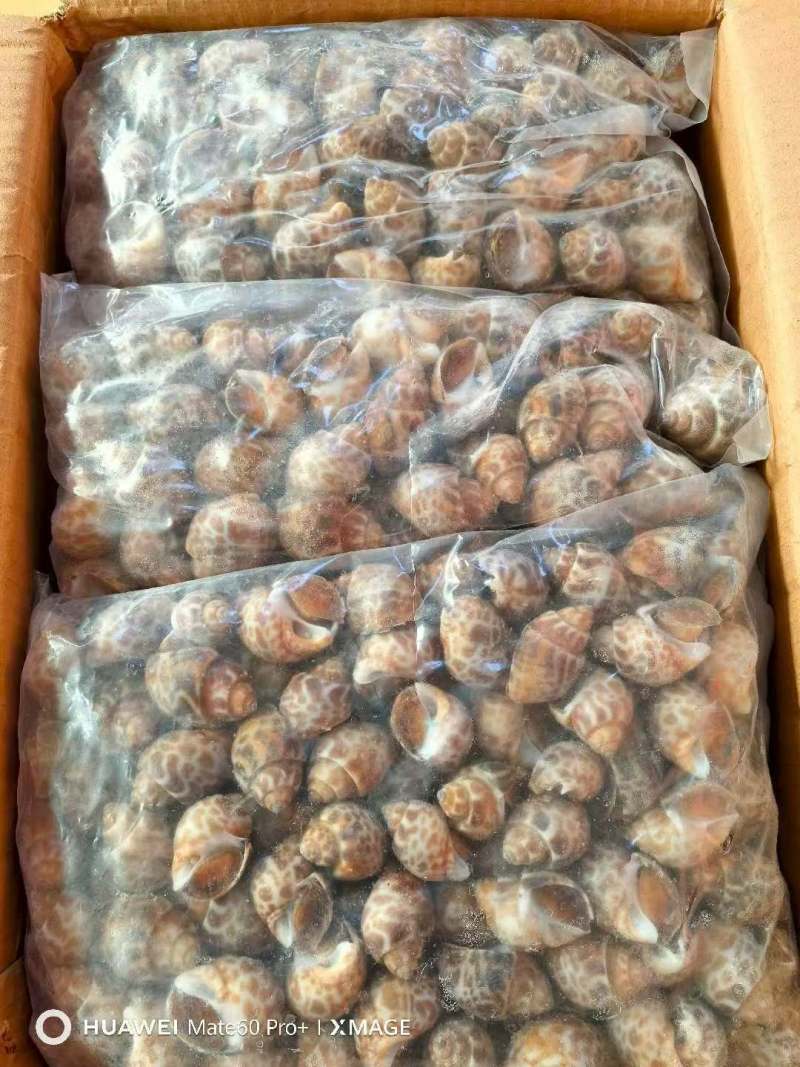 巴基斯坦花螺50/80